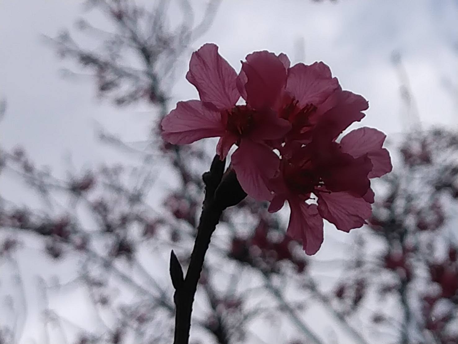 櫻花開花的照片共3張